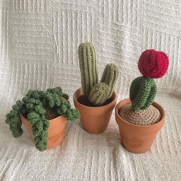 Prickly Pear Cactus Succulent in Clay Planter Pot - Picture 6 of 6